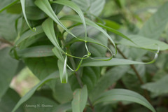 Gloriosa superba